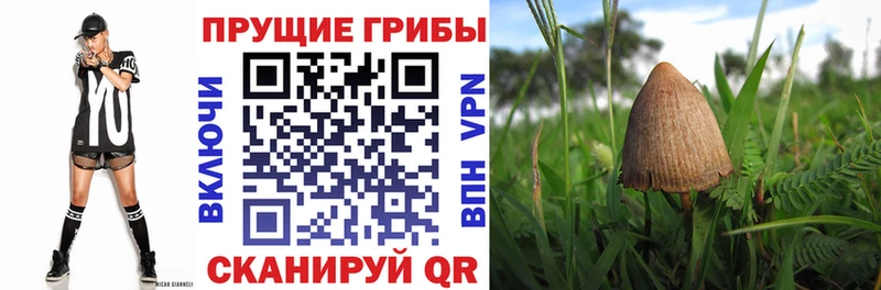 Галлюциногенные грибы мицелий  Вытегра 